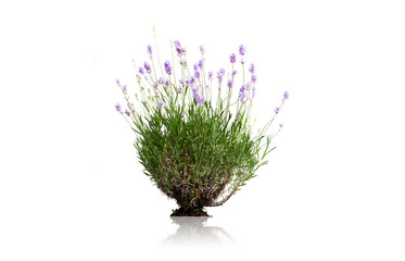fleurs de lavande sur fond blanc