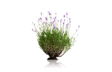 Foto op Plexiglas lavendel bloemen op witte achtergrond © Fox_Dsign