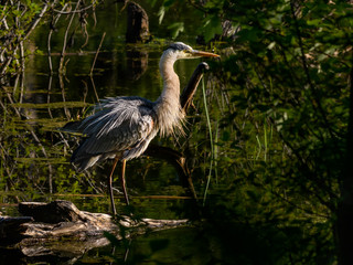 Great Blue Heron in Early Morning Light