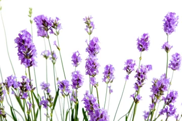 Keuken foto achterwand lavendel bloemen op witte achtergrond © Fox_Dsign