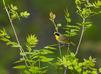 Common Yellowthroat Perched on Tree Branch in Spring