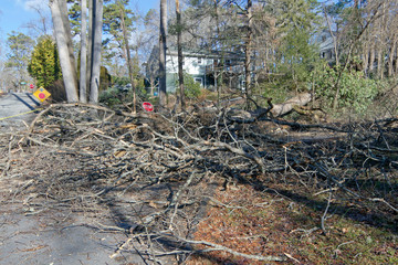 A Large, Storm Toppled Tree Covers a Neighborhood Street With Debris