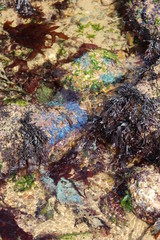 algues multicolores en Vendée