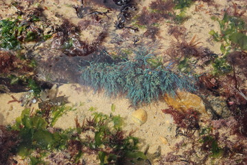 anémone de mer bleue en Vendée