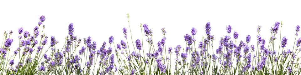 Fototapeten Banner mit Lavendelblüten auf weißem Hintergrund © Fox_Dsign