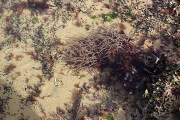 anémone de mer beige en Vendée
