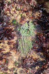 anémone de mer verte dans l'estran en Vendée