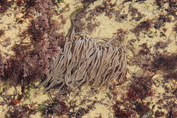anémone de mer sous l'eau en Vendée à marée basse