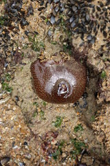 Anémone de mer refermée à marée basse aux Sables-d'Olonne (Vendée)