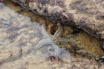 étiole de mer sous la surface en Vendée