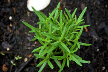 Looking down on young green rosemary plant up close. fragrant Herb is used medicinally and also in cooking.