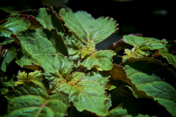 Mature Pogostemon cablin patchouli plant growing at eye level, medicinal plant used in aromatherapy.