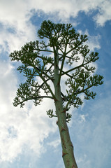 Large spiked  tree-like flower stalk of the Agave plant covered with buds against cloud filled sky, also known as the century plant and is a member of the asparagus family.