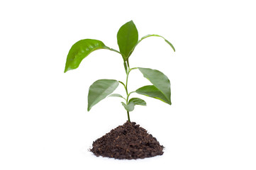 Young mango plant in the ground on a white background
