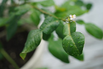 kaffir lime plant