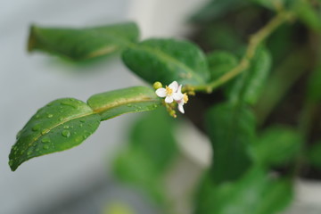 kaffir lime plant
