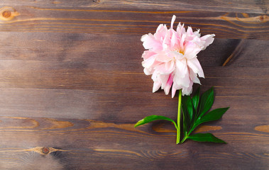 fresh pink peony flower on a dark wooden background. minimal concept, flat lay