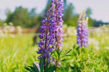 Obraz premium close up of lupines