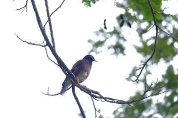 Asia local myna bird sitting on a branch on a tree trunk at the park with white sky background