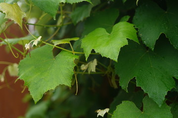 green grape vine leaves