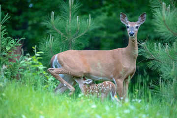 Fawn Nursing