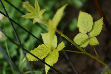 thorns on plant