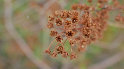 macro