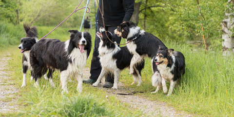 Walk with many dogs on a leash in the nature.  Border Collies