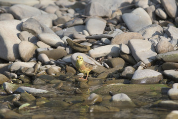 Obraz premium goldfinch green jumps on a stone near the river drinking water