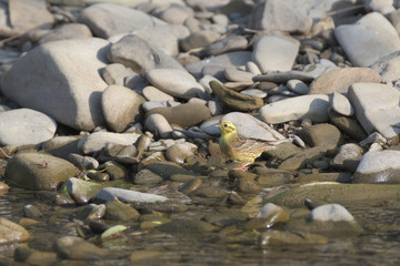 goldfinch green jumps on a stone near the river drinking water