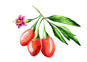 Goji berries or Lycium barbarum with leaves and flower on the branch. Watercolor hand drawn illustration isolated on white background
