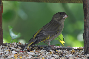 Obraz premium Green Goldfinch sits on the feeder and eats seeds and sunflower