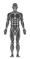 Muscle anatomy a white background