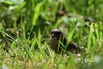 Goldfinch collects food in its beak in the grass