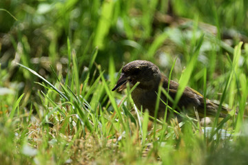 Goldfinch collects food in its beak in the grass
