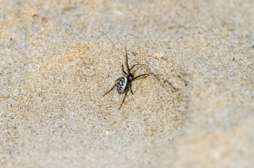 Specimen of Steatoda Albomaculata on the sand