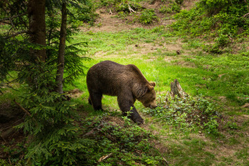 Brown bear walking free in a summer forest.