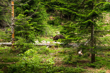 Brown bear walking free in a summer forest.