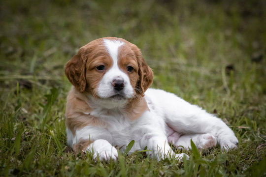 Baby brittany spaniel 2025
