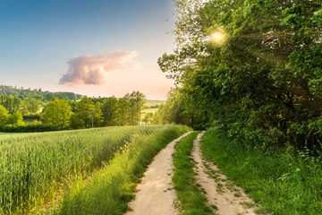 Summer scenery. The deciduous forest and rural road on a warm evening.