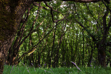 blue wildflowers in a dense green forest