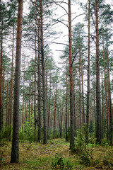 Forests in Lithuania