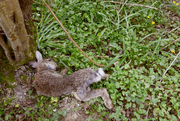 Dead wild rabbit lying at the foot of a tree