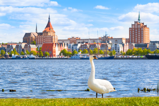 Sunny Day at Hanseatic City of Rostock / Swan on riverside at city of Rostock, Germany - view to nice old town with brick buildings and wharf, wide sky at springtime (copy space)