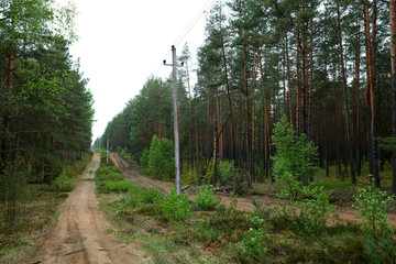 Forests in Lithuania