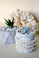 Succulent plants and corals