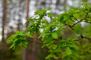 Forests in Lithuania