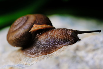 Macro image of slow snail in shell.