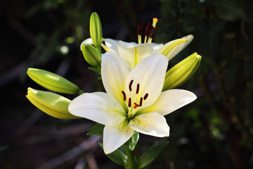 Lily flower macro backing texture