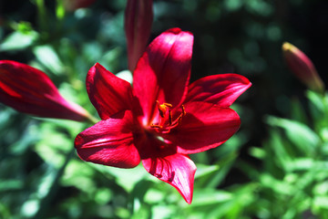 Lily flower macro backing texture